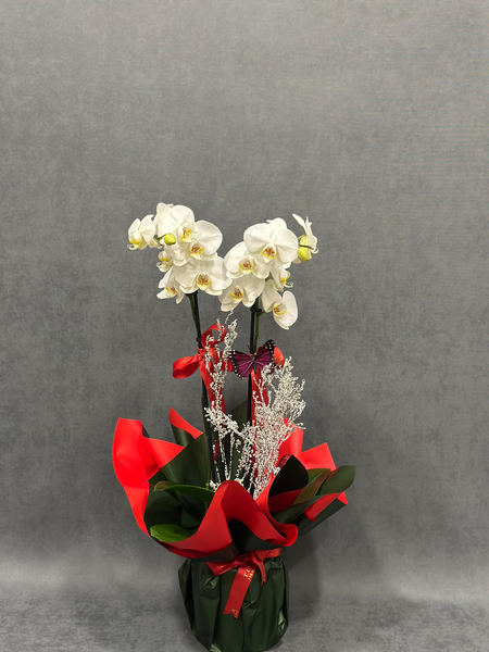 İthal Çift Dallı Beyaz Orkide