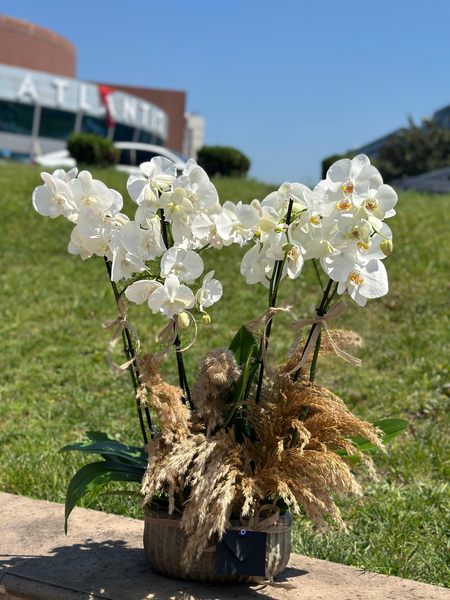 4 Dallı Beyaz Orkide Aranjmanı