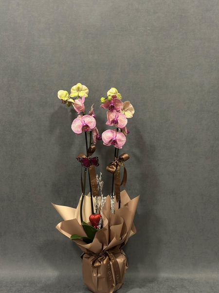 İthal Pembe Çift Dallı Orkide