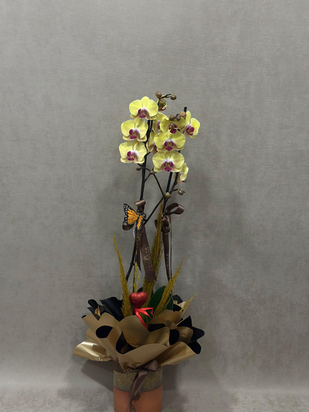 İthal Çift Dallı Beyaz Orkide