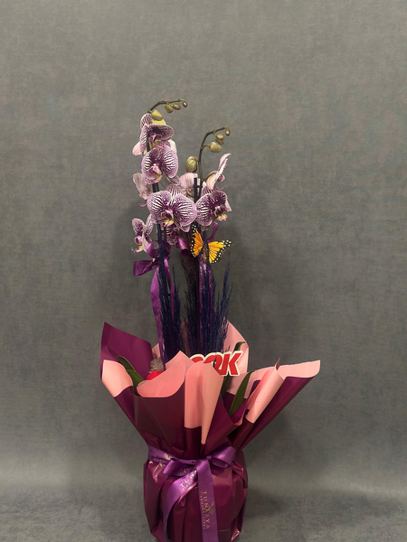 İthal Çift Dallı Lila Orkide