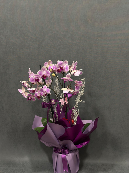 İthal Çift Dallı Mor 