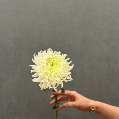 İthal Beyaz Anastasia